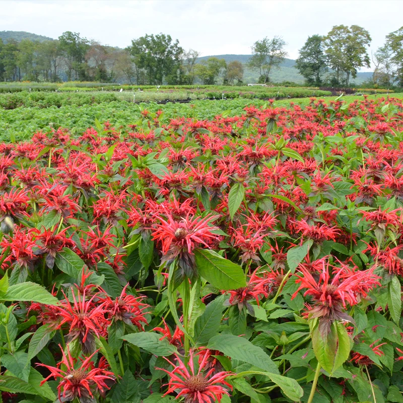 'Jacob Cline' Bee Balm (Monarda) 4 'Jacob Cline' Bee Balm (Monarda) - Image 2