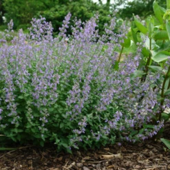 Junior Walker™ Catmint (Nepeta) -Garden Plants Store JuniorWalkerCatmint