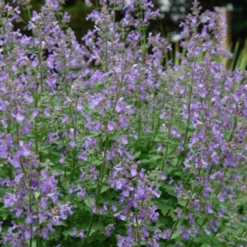 Junior Walker™ Catmint (Nepeta) -Garden Plants Store JuniorWalkerCatmint 3