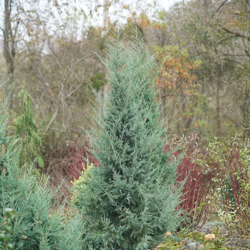 Aquavita™ Juniper 4 Aquavita™ Juniper - Image 2