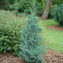 Aquavita™ Juniper 8 Aquavita™ Juniper -Garden Plants Store Juniperus Aquavita 3