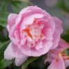 Just Chill™ Double Pink Camellia 1 Just Chill™ Double Pink Camellia -Garden Plants Store JustChill DoublePinkCamellia