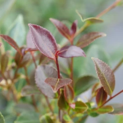 Just Chill™ Double Pink Camellia -Garden Plants Store JustChill DoublePinkCamellia 2