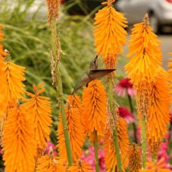 'Mango Popsicle' Red Hot Poker 8 'Mango Popsicle' Red Hot Poker -Garden Plants Store Kniphofia Mango Popsicle 6