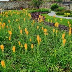 'Mango Popsicle' Red Hot Poker 9 'Mango Popsicle' Red Hot Poker -Garden Plants Store Kniphofia Mango Popsicle 7 1