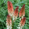 'Orange Vanilla Popsicle' Red Hot Poker 2 'Orange Vanilla Popsicle' Red Hot Poker -Garden Plants Store Kniphofia Orange Vanilla Popsicle 1