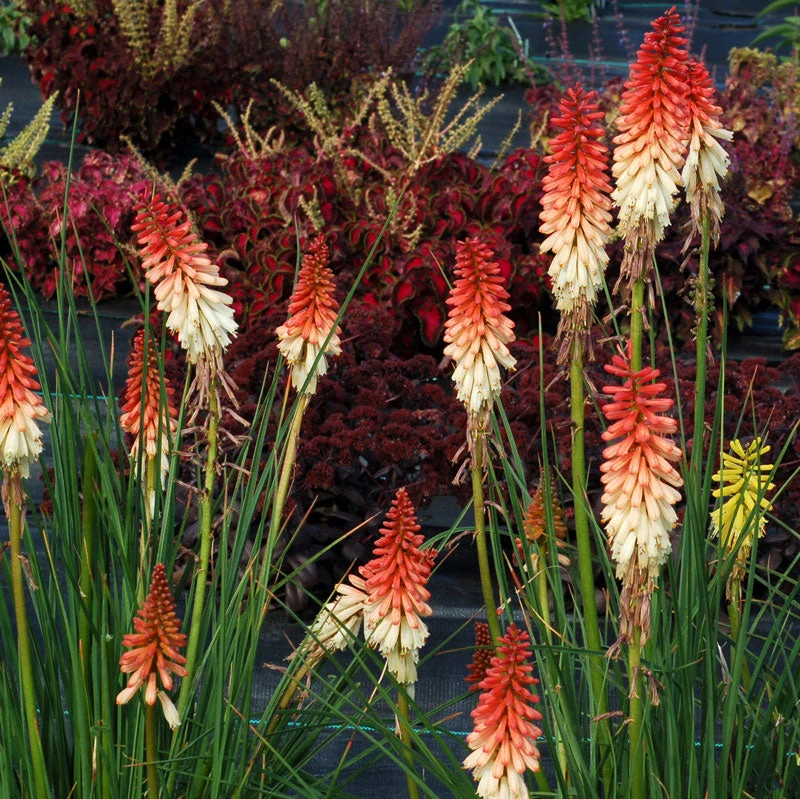 'Orange Vanilla Popsicle' Red Hot Poker 4 'Orange Vanilla Popsicle' Red Hot Poker - Image 2
