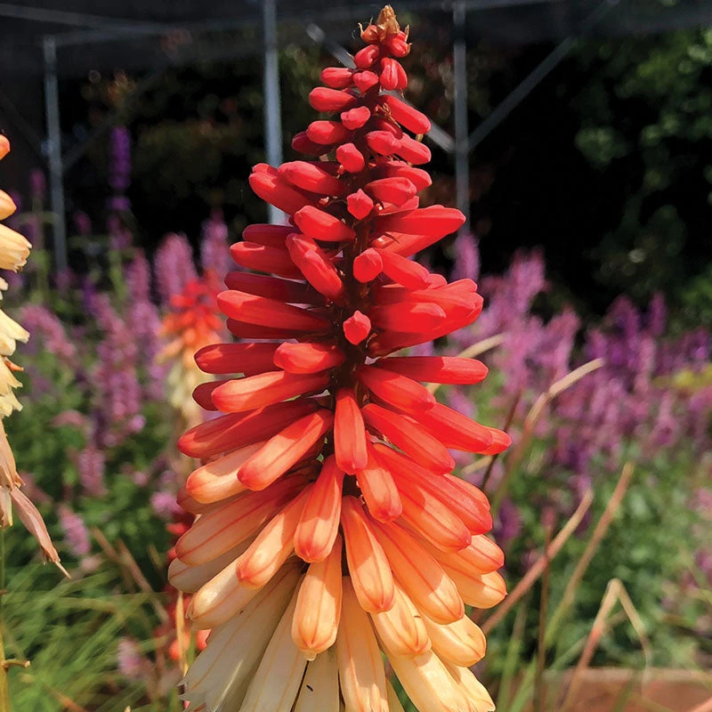 'Orange Vanilla Popsicle' Red Hot Poker 6 'Orange Vanilla Popsicle' Red Hot Poker - Image 4