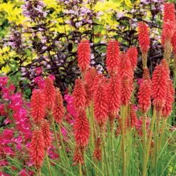 'Redhot Popsicle' Red Hot Poker -Garden Plants Store Kniphofia Redhot Popsicle 2