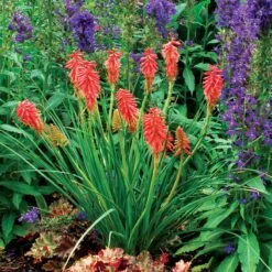 'Redhot Popsicle' Red Hot Poker -Garden Plants Store Kniphofia Redhot Popsicle 3