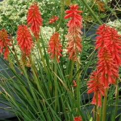 'Redhot Popsicle' Red Hot Poker -Garden Plants Store Kniphofia Redhot Popsicle 4