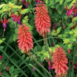 'Redhot Popsicle' Red Hot Poker -Garden Plants Store Kniphofia Redhot Popsicle 5