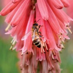 'Redhot Popsicle' Red Hot Poker -Garden Plants Store Kniphofia Redhot Popsicle 6 1