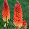 Pyromania™ 'Backdraft' Red Hot Poker -Garden Plants Store Kniphofia Backdraft 1 P