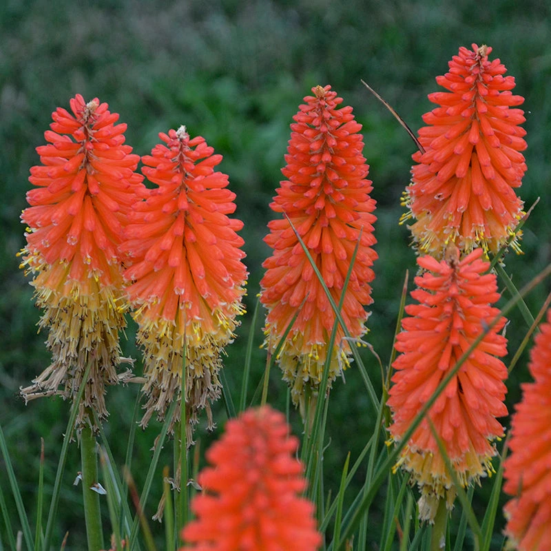 Pyromania™ 'Backdraft' Red Hot Poker 4 Pyromania™ 'Backdraft' Red Hot Poker - Image 2