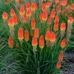 Pyromania™ 'Backdraft' Red Hot Poker 8 Pyromania™ 'Backdraft' Red Hot Poker -Garden Plants Store Kniphofia Backdraft 3 P