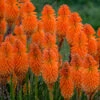 Pyromania™ 'Orange Blaze' Red Hot Poker -Garden Plants Store Kniphofia Orange Blaze 1 P