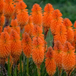 Pyromania⢠'Orange Blaze' Red Hot Poker