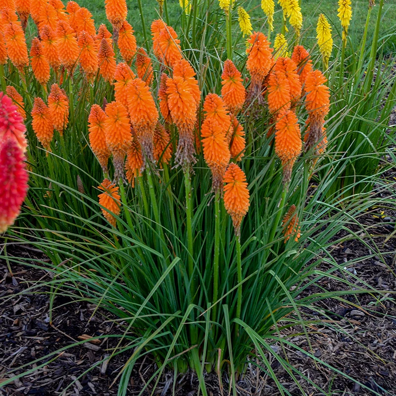 Pyromania™ 'Orange Blaze' Red Hot Poker 5 Pyromania™ 'Orange Blaze' Red Hot Poker - Image 3