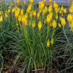 Pyromania™ 'Solar Flare' Red Hot Poker 10 Pyromania™ 'Solar Flare' Red Hot Poker -Garden Plants Store Kniphofia Solar Flare 2 P