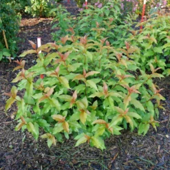 Kodiak Spiced™ Diervilla -Garden Plants Store KodiakSpiced Diervilla 2