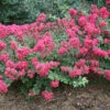 Infinitini® Magenta Crapemyrtle