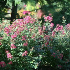 Infinitini® Magenta Crapemyrtle 8 Infinitini® Magenta Crapemyrtle -Garden Plants Store Lagerstroemia Infinitini Magenta 3 P