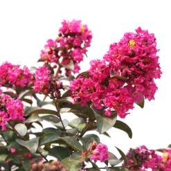 Rikki Tikki® Pink Crapemyrtle 7 Rikki Tikki® Pink Crapemyrtle -Garden Plants Store Lagerstromea Rikki Tikki Pink 2 P