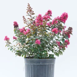 Rikki Tikki® Pink Crapemyrtle 8 Rikki Tikki® Pink Crapemyrtle -Garden Plants Store Lagerstromea Rikki Tikki Pink 3 P