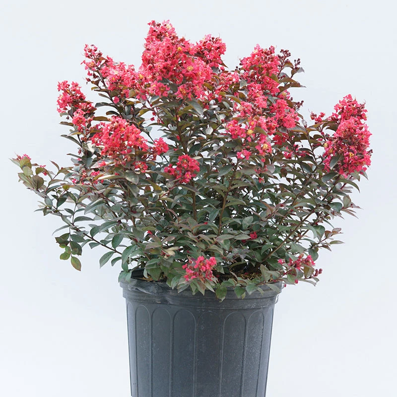 Rikki Tikki® Rouge Crapemyrtle 4 Rikki Tikki® Rouge Crapemyrtle - Image 2