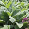 'Fuzzy Wuzzy' Lamb's Ear (Stachys)