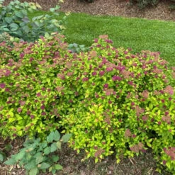 Double Play® Dolly™ Spirea -Garden Plants Store Landscapeviewoftheroundedcarefreehabitof yyt