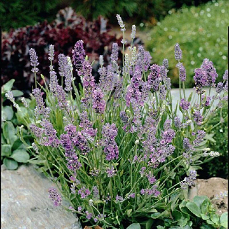 'Ellagance Sky' Lavender 3 'Ellagance Sky' Lavender