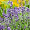 'Summer Serenade' Lavender (Lavandula) 2 'Summer Serenade' Lavender (Lavandula) -Garden Plants Store LavandulaSummerSerenade