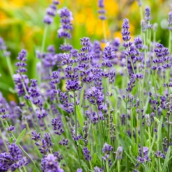 'Summer Serenade' Lavender (Lavandula)