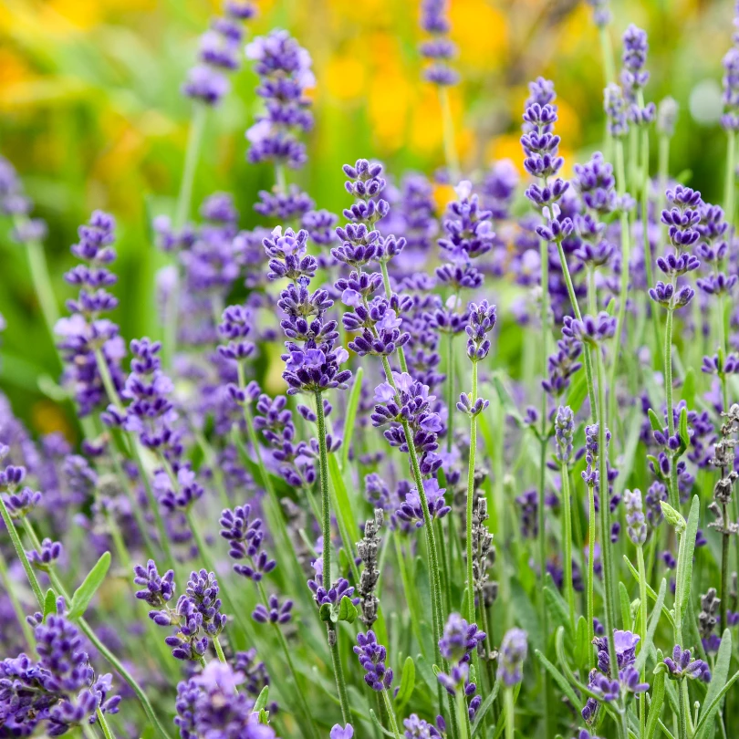 'Summer Serenade' Lavender (Lavandula) 3 'Summer Serenade' Lavender (Lavandula)