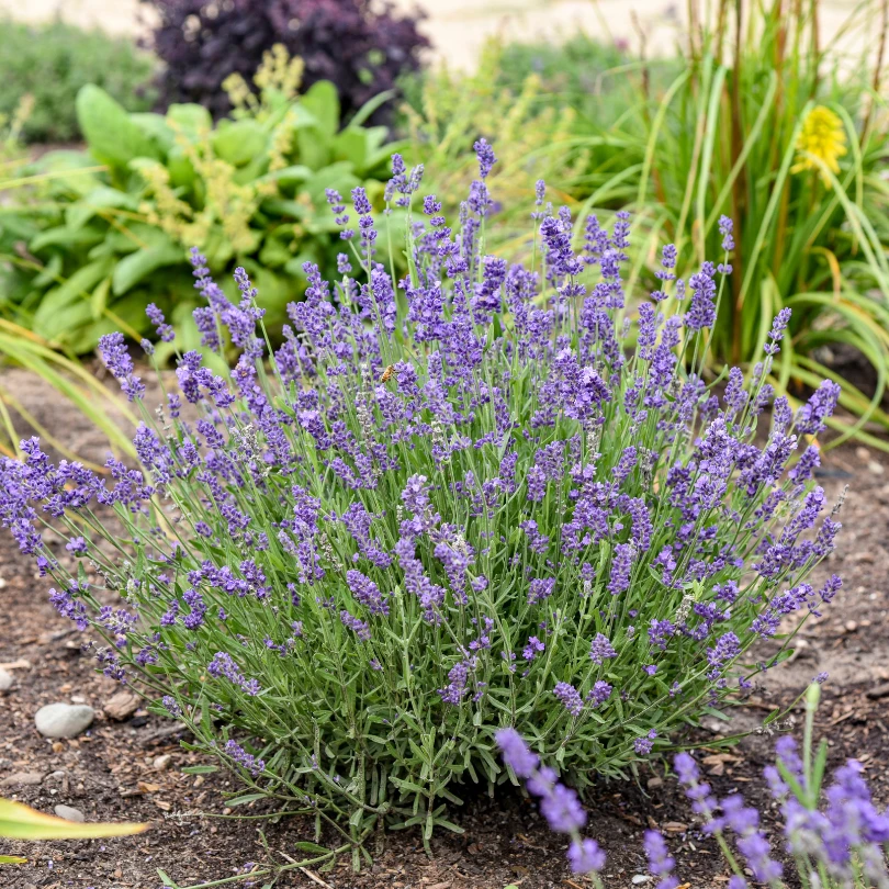 'Summer Serenade' Lavender (Lavandula) 4 'Summer Serenade' Lavender (Lavandula) - Image 2