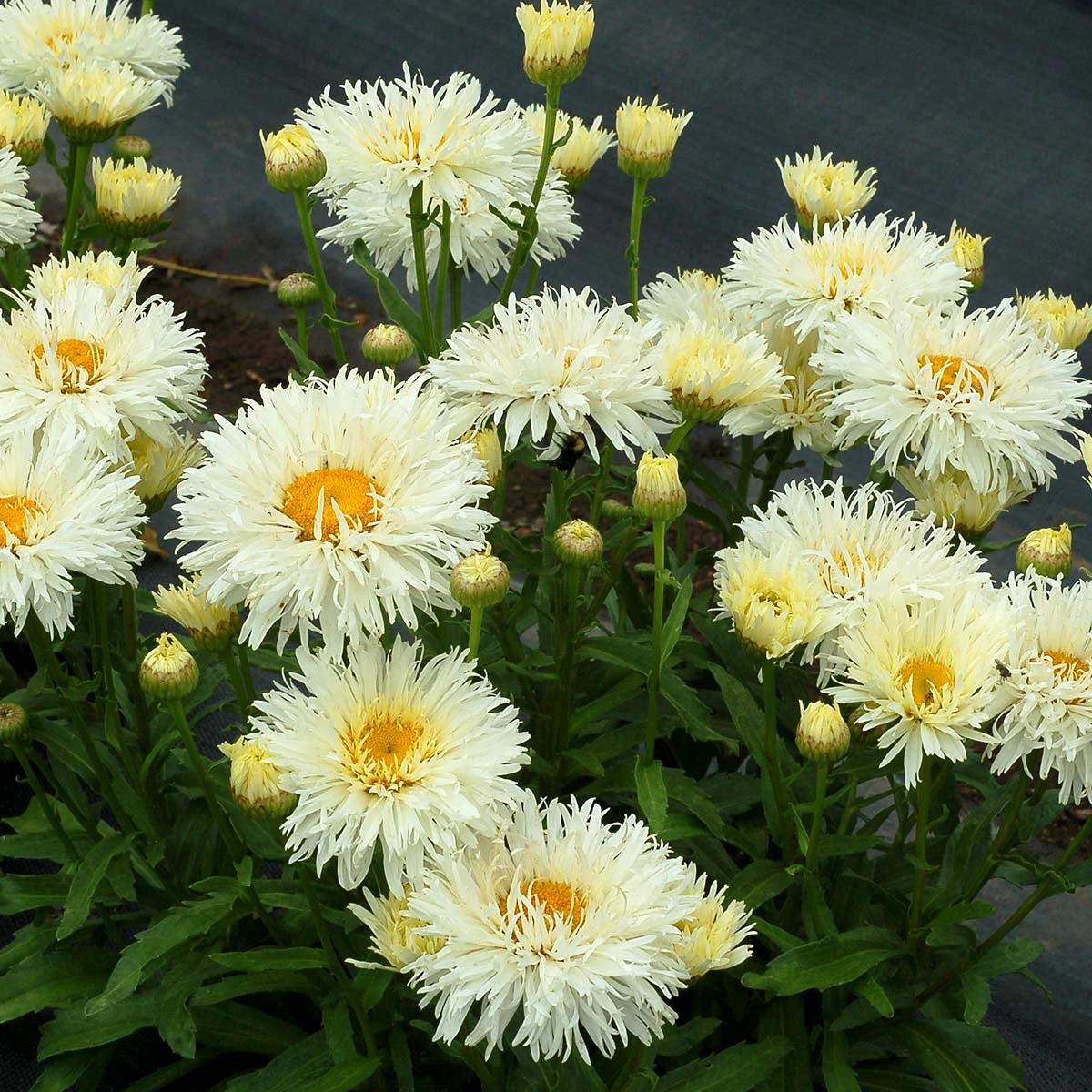 'Coconut' Double Shasta Daisy 6 'Coconut' Double Shasta Daisy - Image 4