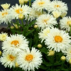 'Coconut' Double Shasta Daisy 8 'Coconut' Double Shasta Daisy -Garden Plants Store Leucanthemum Coconut 3