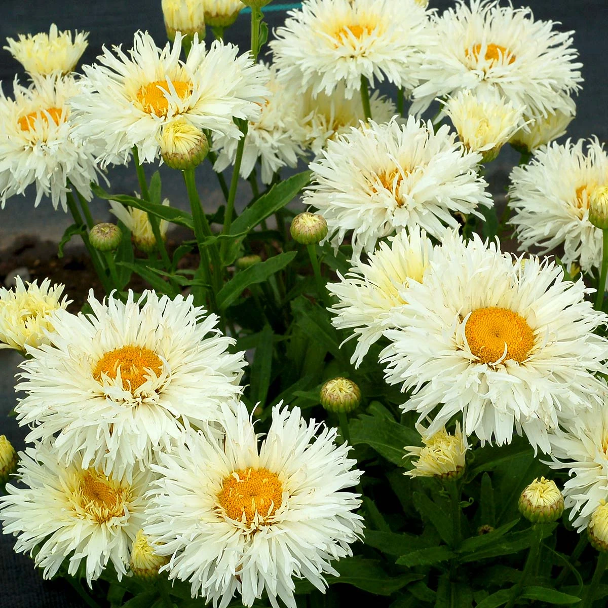 'Coconut' Double Shasta Daisy 5 'Coconut' Double Shasta Daisy - Image 3