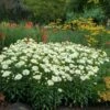 'Coconut' Double Shasta Daisy 2 'Coconut' Double Shasta Daisy -Garden Plants Store Leucanthemum Coconut 4