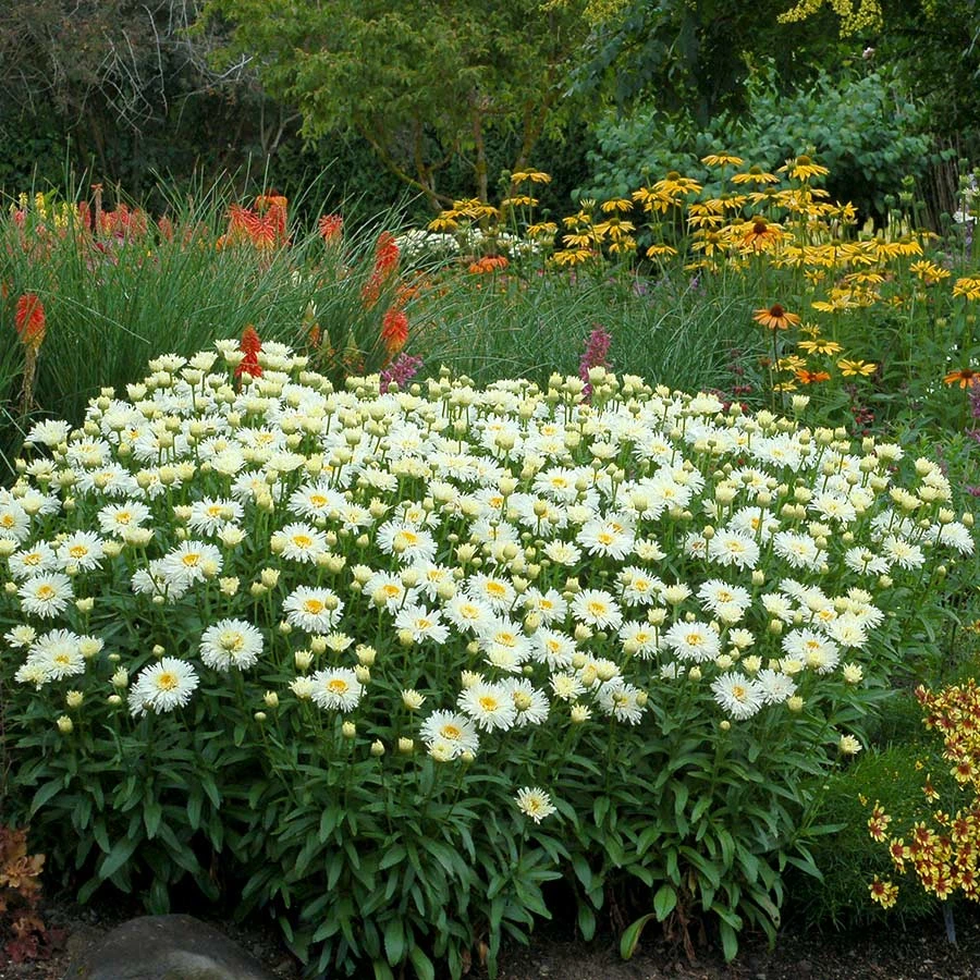 'Coconut' Double Shasta Daisy 3 'Coconut' Double Shasta Daisy