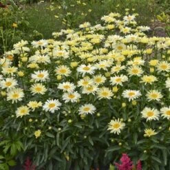 Amazing Daisies® 'Banana Cream' Shasta -Garden Plants Store Leucanthemum Banana Cream 2 P 70ca4ab5 25ef 449f 9d4d 1238edb1ed89 sw