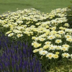Amazing Daisies® 'Banana Cream' Shasta -Garden Plants Store Leucanthemum Banana Cream 3 P 2b9bf5b7 58a6 4268 b2df 820fd2810532 sw