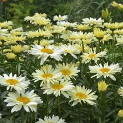 Amazing DaisiesĀ® 'Banana Cream' Shasta