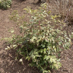 Paisley Pup™ Doghobble 12 Paisley Pup™ Doghobble -Garden Plants Store Leucothoe Paisley Pup IMG 9190