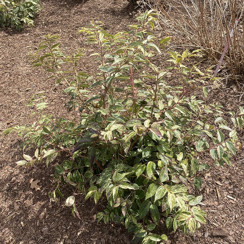 Paisley Pup™ Doghobble 7 Paisley Pup™ Doghobble - Image 5