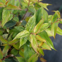 Paisley Pup™ Doghobble 10 Paisley Pup™ Doghobble -Garden Plants Store Leucothoe Paisley Pup P1214645