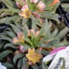 'Little Peach' Lewisia 1 'Little Peach' Lewisia -Garden Plants Store Lewisia Little Peach 1