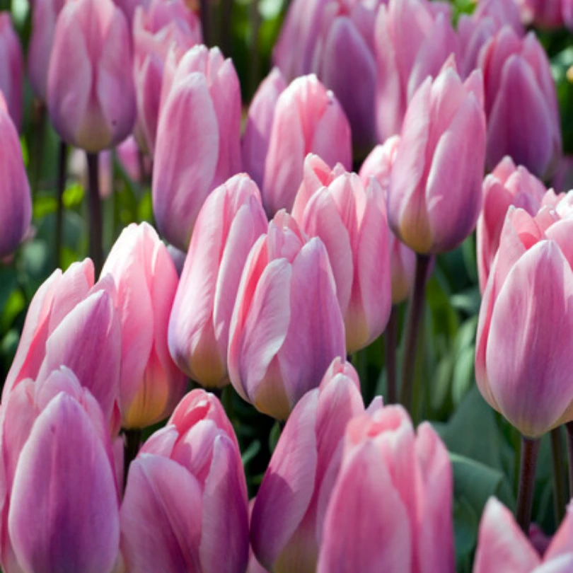 'Light And Dreamy' Tulip 3 'Light And Dreamy' Tulip